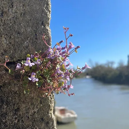 La Bergeronnette *